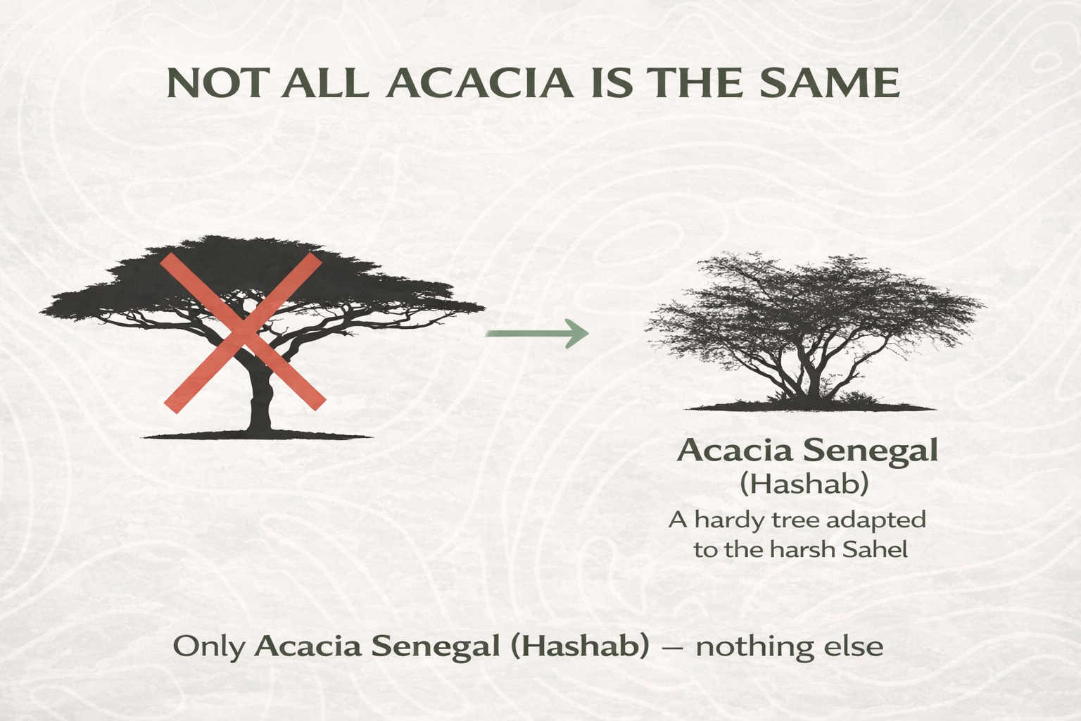 100% Pure Acacia Senegal Fibre – Premium Prebiotic Fibre (500g)